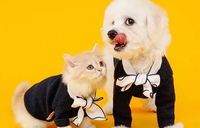 difference between cats and dogs, are better than cats