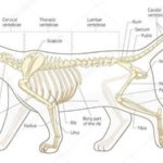 cat anatomy, cat papillae, cat bones, cat body structure