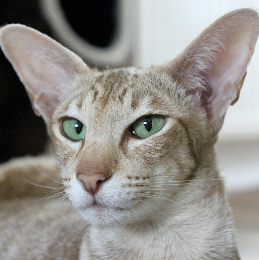 cat ears, can cats hear loudly, cats anatomy