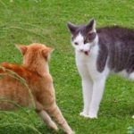 cats fight, two cats fighting
