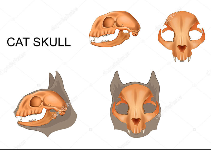 skull of cats, cat heads, dentition of cats