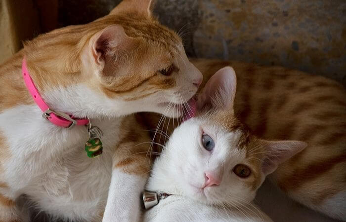 Make two cats friends, Introduce two cats, introduce new kitten