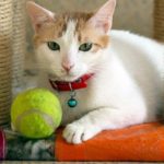 adopt a cat, adopt a kitten, adopt cat adopt kitten